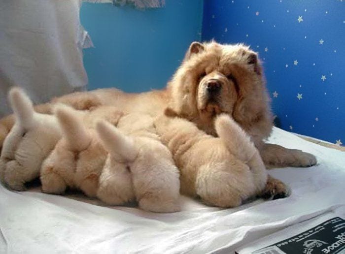 21 imágenes de perros con sus bebés que son la verdadera definición del amor