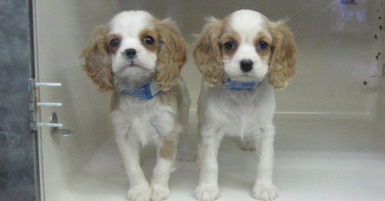 Descubre lo que ocultan las tiendas de mascotas y no volverás a comprar un animal