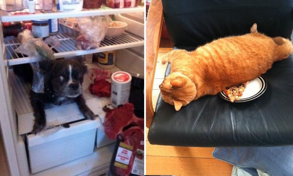 30 imágenes que demuestran que los animales a veces pueden ser un poco maleducados