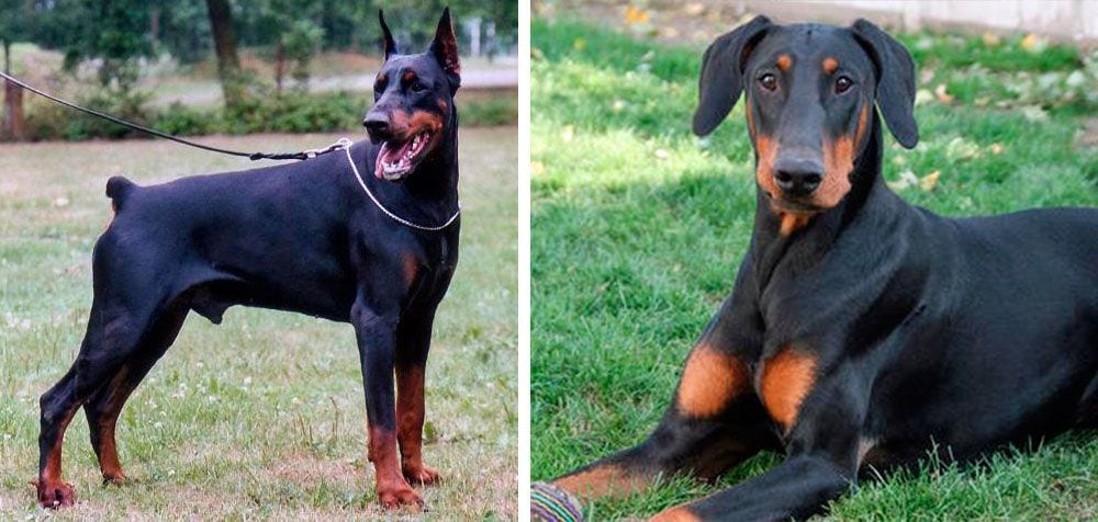 España prohíbe, por fin, la mutilación de los animales por cuestiones estéticas