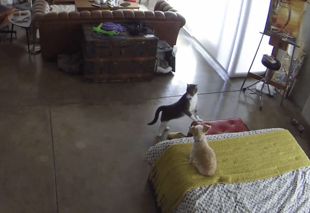 Este gato sabe perfectamente como actuar para que su amigo perro no se descontrole