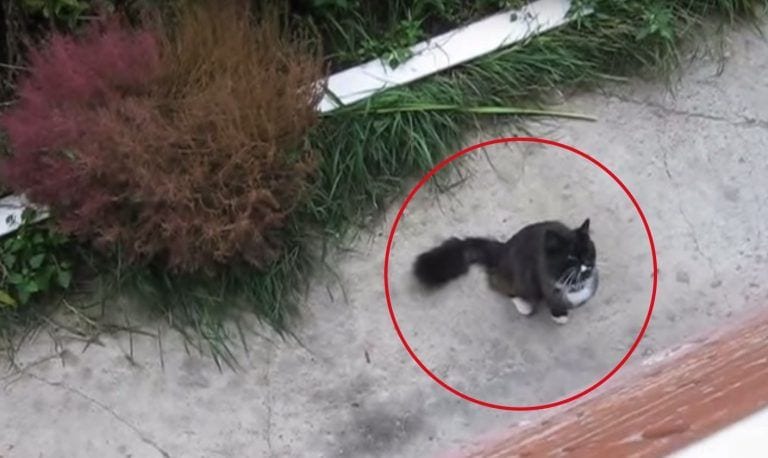 El ascensor para gatos, la forma más original de que tu mascota vuelva a casa