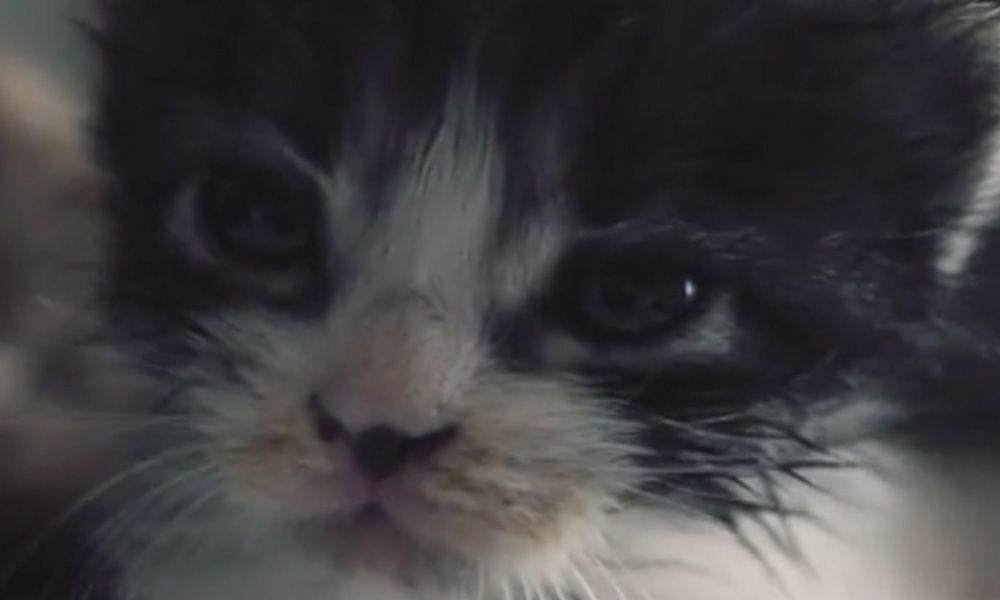 Un gatito en la basura que acaba siendo adoptado por un caniche