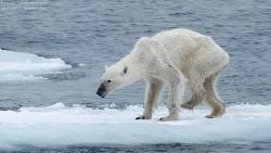 oso polar cambio climatico
