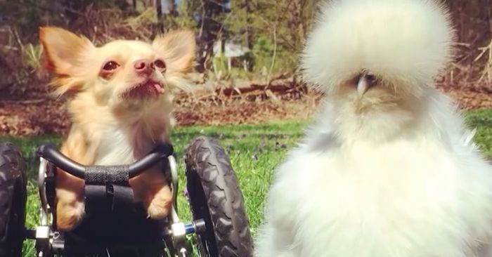 perro gallina sedosa