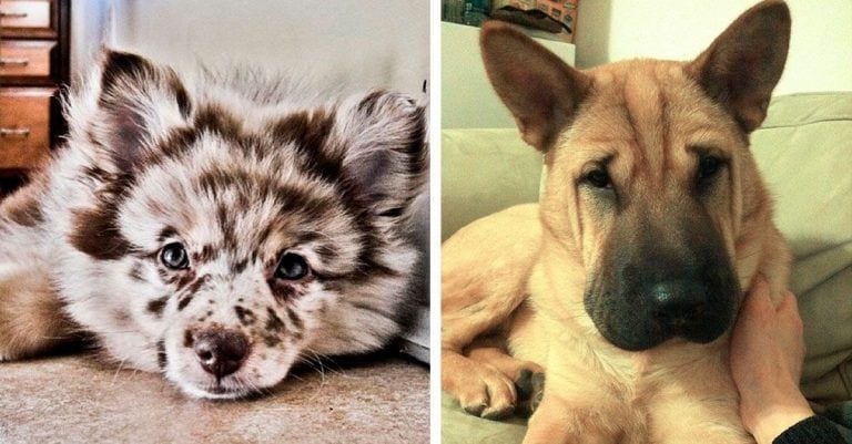 20 perros mestizos que demuestran que la belleza no es cuestión de raza