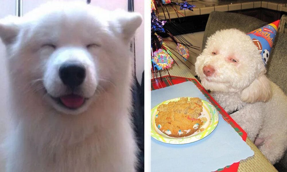 20 perros que van a alegrarte el día dedicándote una sonrisa de oreja a oreja