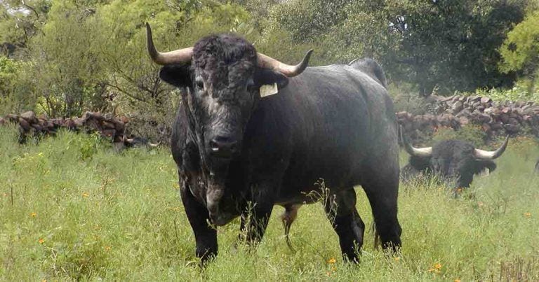 Reconozco que me gustan los toros y quiero que sepas por qué