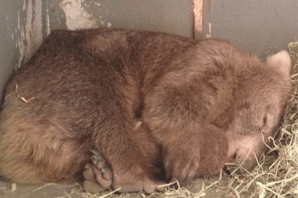 wombat rescatado 01