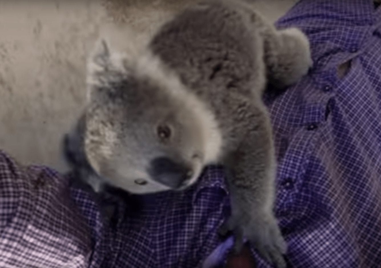 abrazo koala