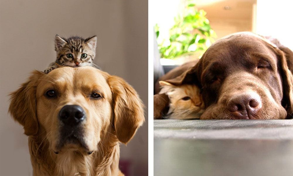 20 imágenes que demuestran que los perros y gatos pueden ser los mejores amigos