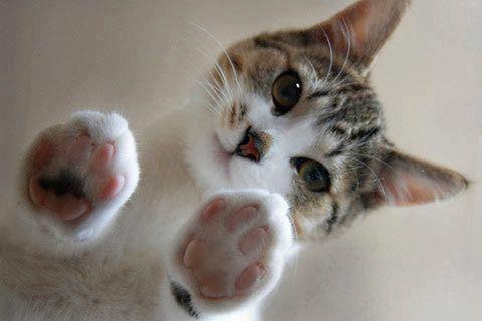 ¿Son los gatos alienígenas realmente? El vídeo que demuestra que sí