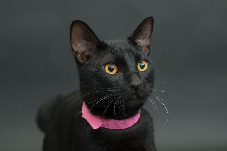 Descubre por qué los gatos negros tienen más posibilidades de ser sacrificados