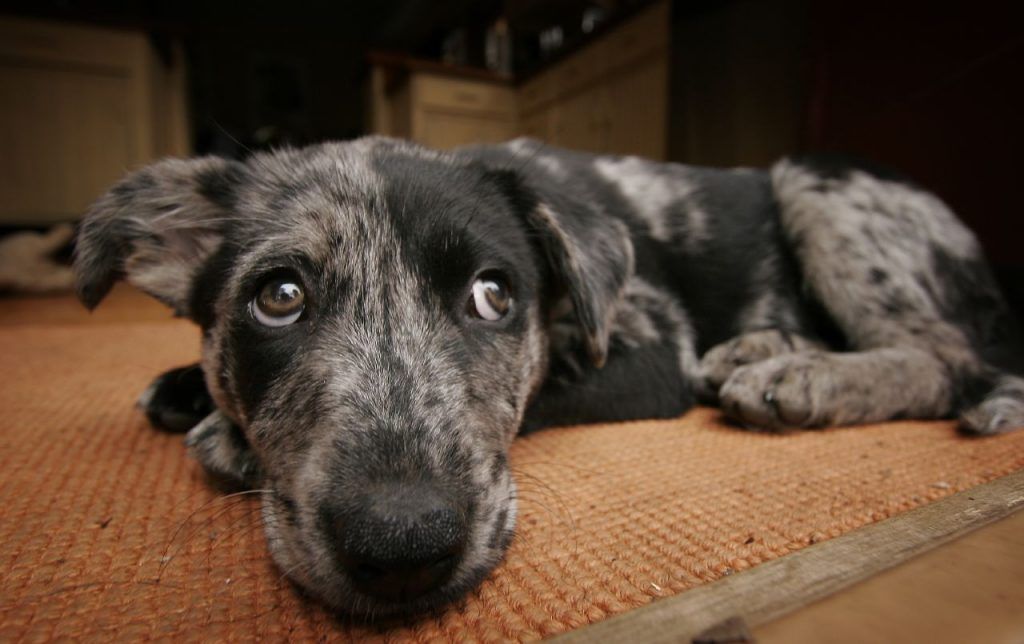 5 cosas que te dice tu perro y que ya es hora de que entiendas