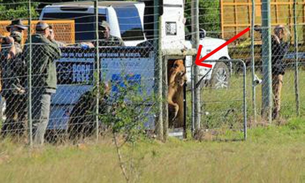 Una pareja de leones de circo da los primeros pasos en su nuevo hogar