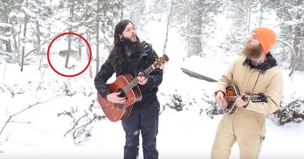 Dos chicos cantan en mitad del bosque y se les une una manada de lobos