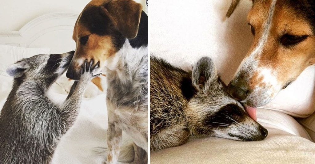 Un mapache rescatado se ha criado con dos perros y cree que es uno de ellos