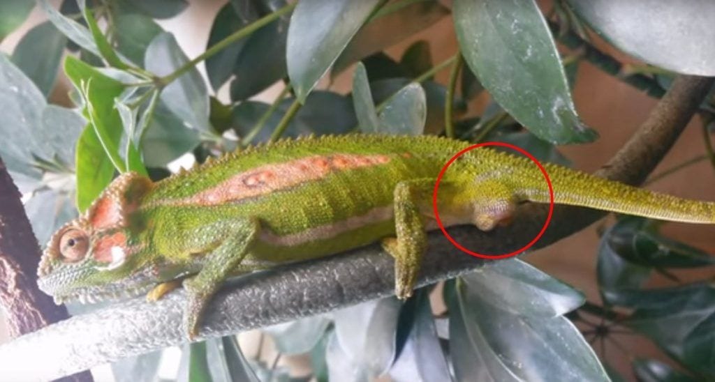 Conoce cómo es el nacimiento de un camaleón