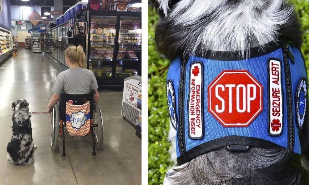 Este es el motivo por el que nunca debemos distraer ni molestar a un perro de asistencia