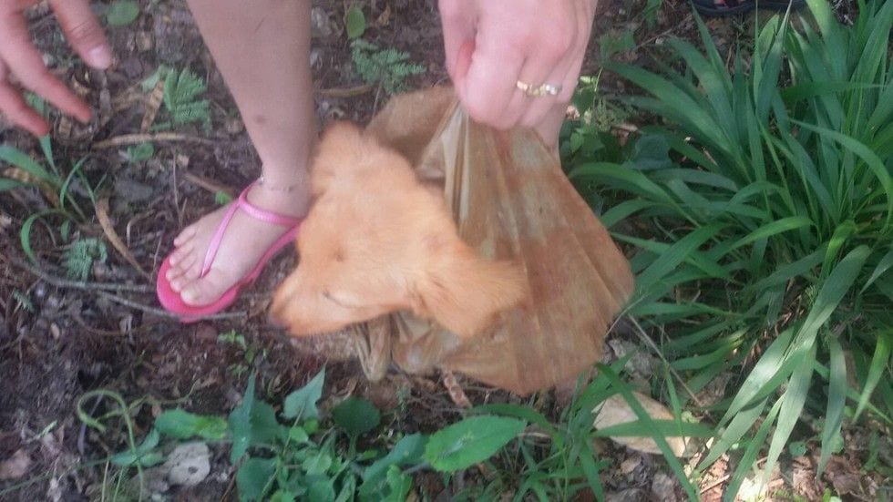Más de 1.300 personas se movilizan en Facebook para salvar a un cachorro abandonado en una bolsa