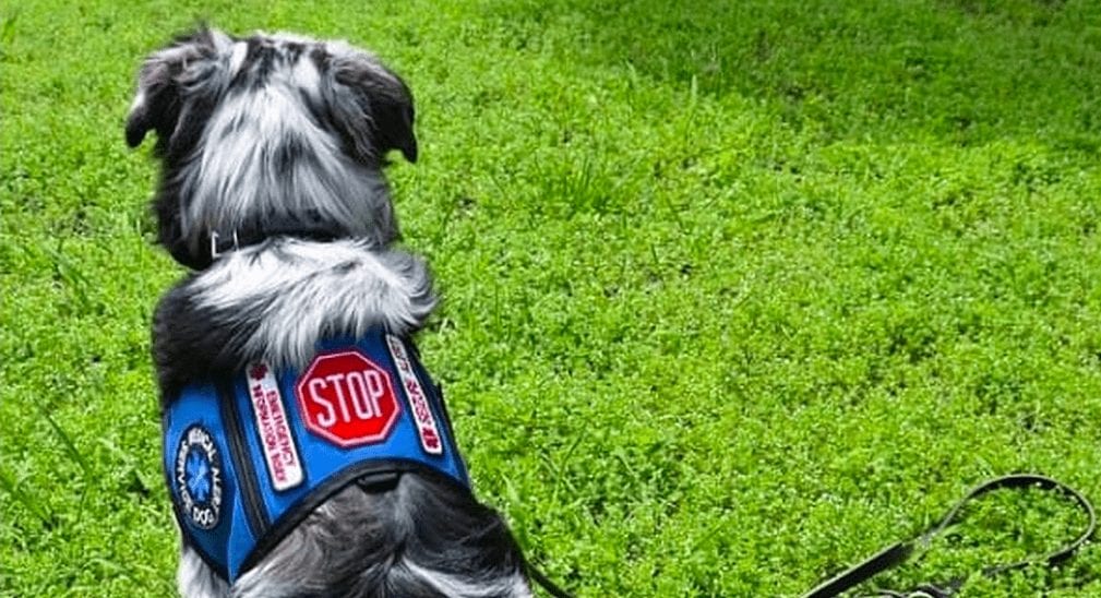 Tienes que saber la razón del por qué, si ves a un perro así, no deberías tocarlo