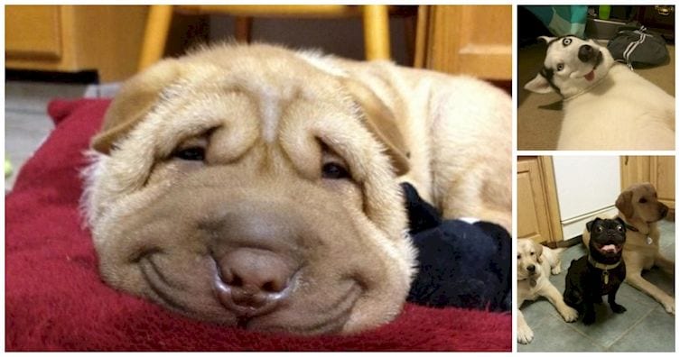 20 perros que te demuestran con su cara lo felices que están a tu lado