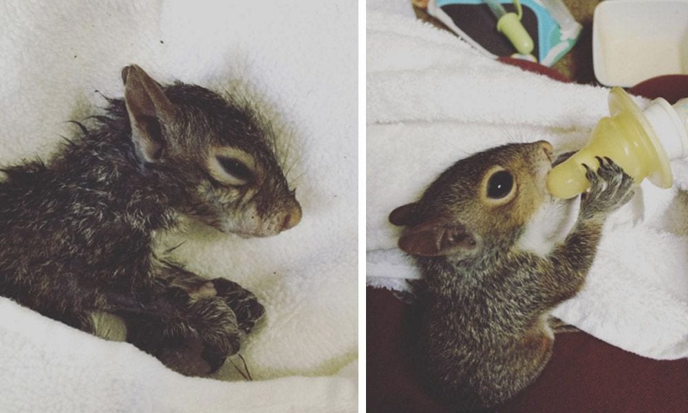El rescate de un bebé ardilla que ha dado la vuelta al mundo