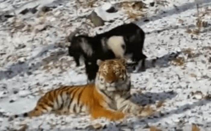 amistad tigre cabra