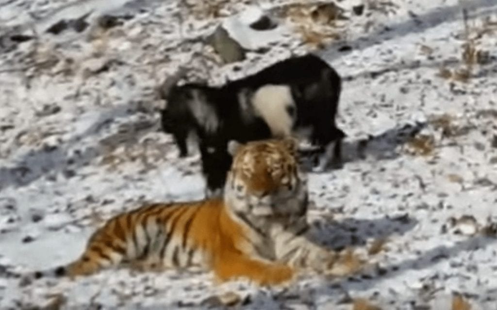 Un tigre cautivo se siente tan solo que deja de lado su instinto depredador para hacerse amigo de una cabra