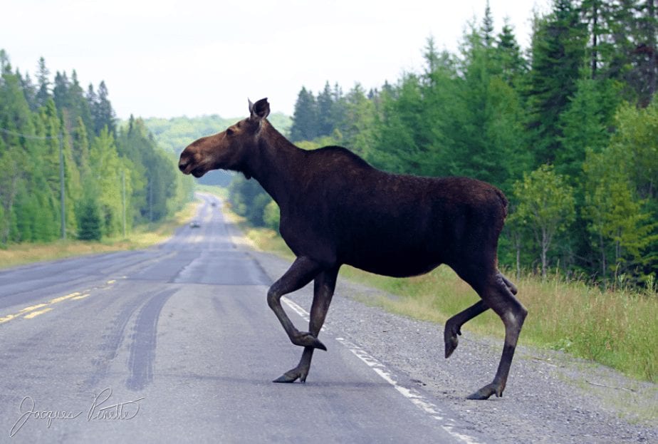 Miles de animales salvajes mueren al cruzar las carreteras, pero la solución es muy sencilla