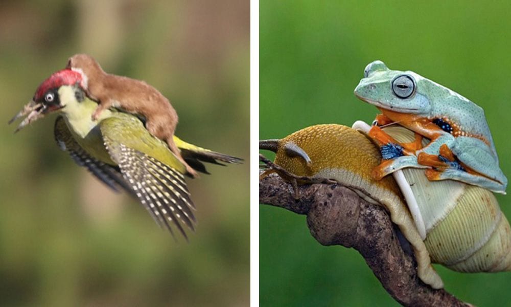 20 animales que han encontrado el mejor medio de transporte