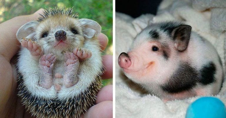 20 fotos de animales bebés que van a derretir tu corazón