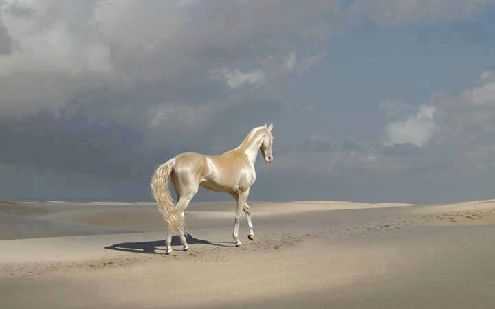 Los caballos más bellos del mundo parecen estar bañados en oro
