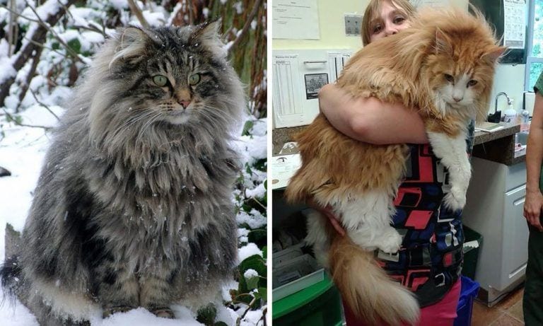¿Conoces los gatos Maine Coon? Seguro que te sorprendes por su tamaño y belleza