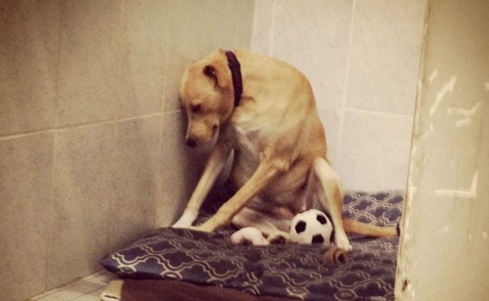 perra devuelta destacada