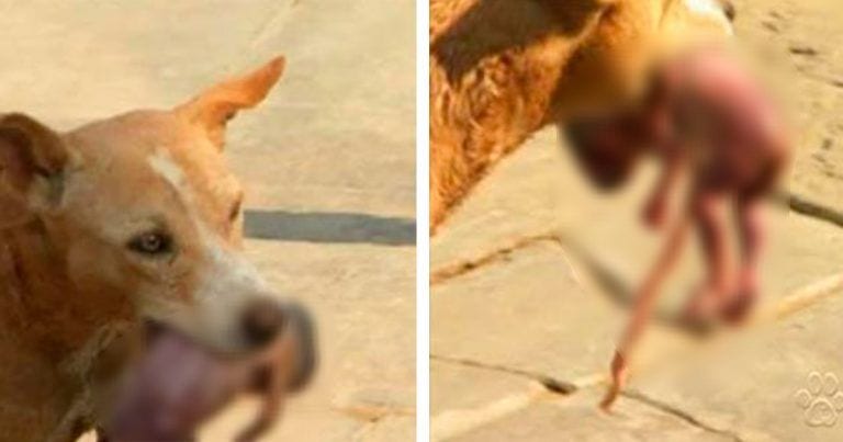 Una perra callejera rescata a un recién nacido al que su madre tiró a la basura