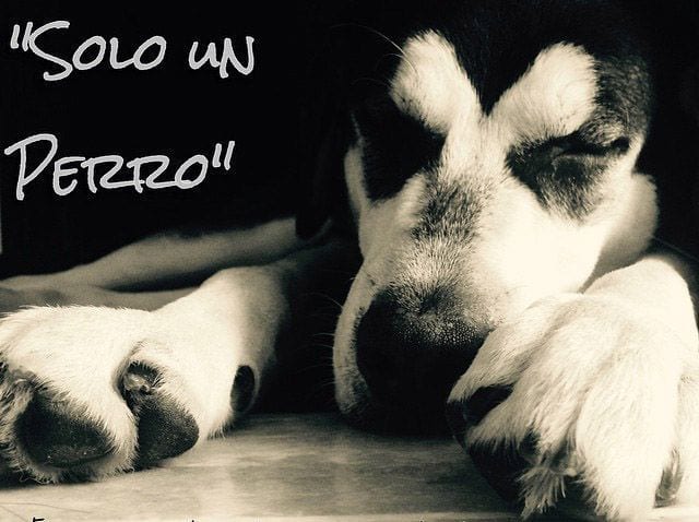 poemo solo un perro
