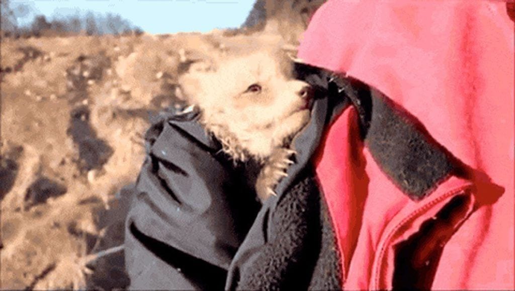 Una pareja encuentra un cachorro de zorro malherido y consiguen que sobreviva