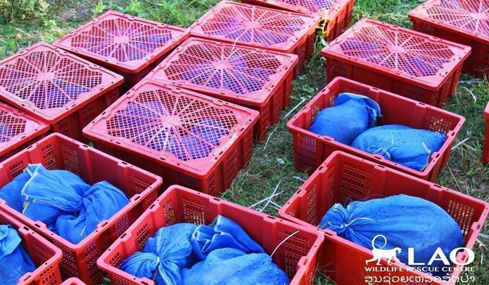 Detienen a un hombre con 81 cajas llenas de pangolines vivos