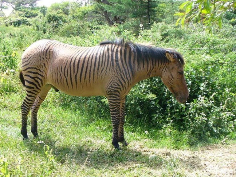 ¿Sabes lo que es un zebroide? ¿Y un Zubrón? Te enseñamos 18 imágenes de animales híbridos que existen realmente