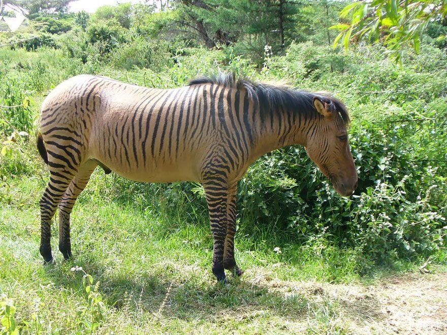 animales hibridos 08