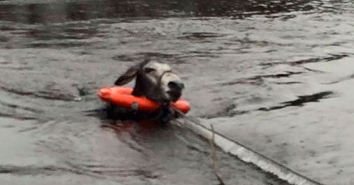 burro sonrisa rescate