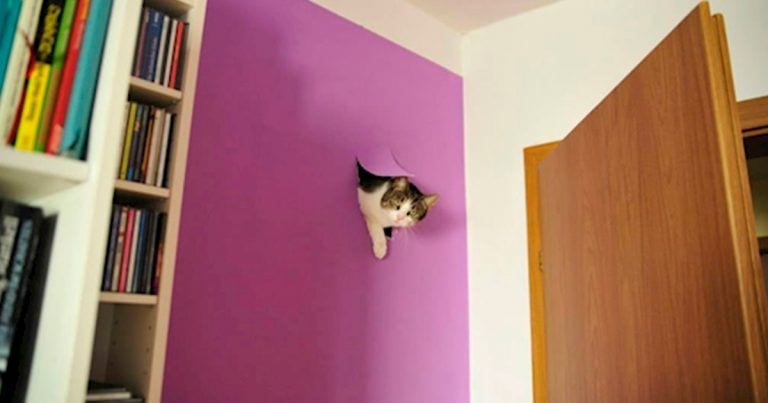 15 imágenes que muestran el lado más gamberro de los gatos