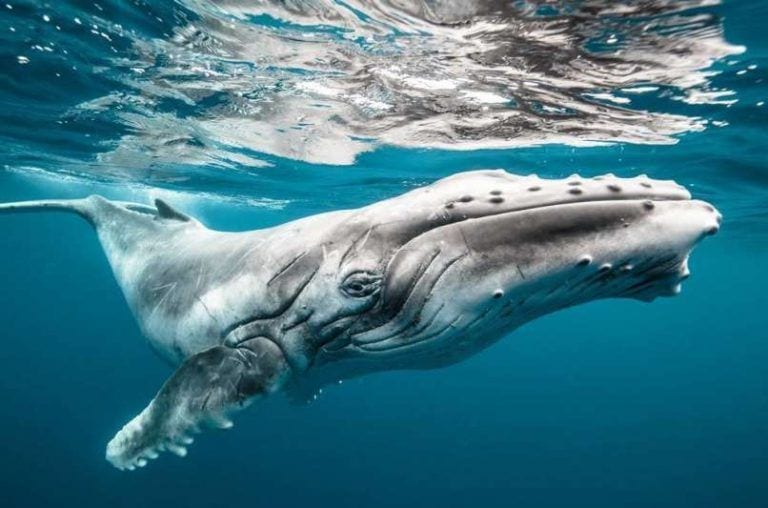 No te pierdas las mejores fotos de naturaleza de 2015 hechas por lectores de National Geographic