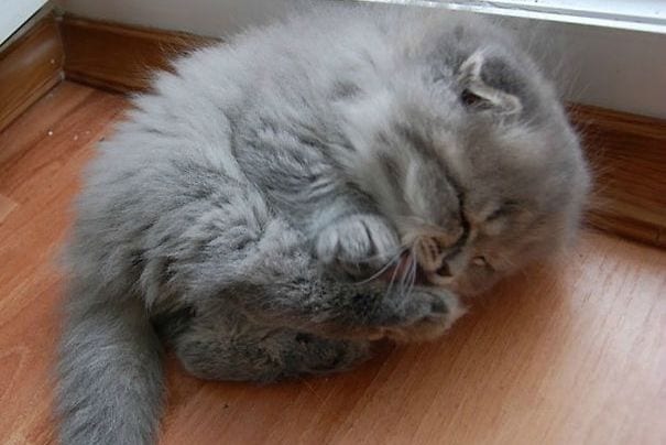 gatos peludos destacada