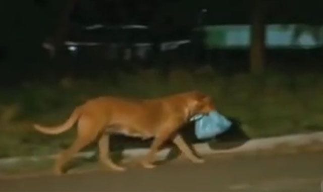 perra alimenta amigos 01