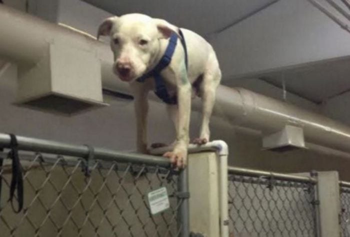 perro escape destacada