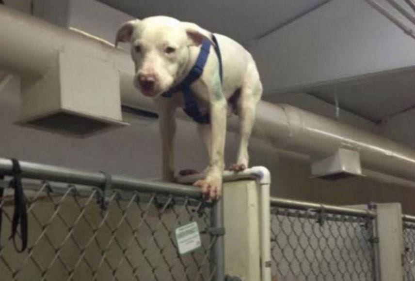 Este perro hizo todo lo posible por escapar de la perrera hasta que consiguió un hogar