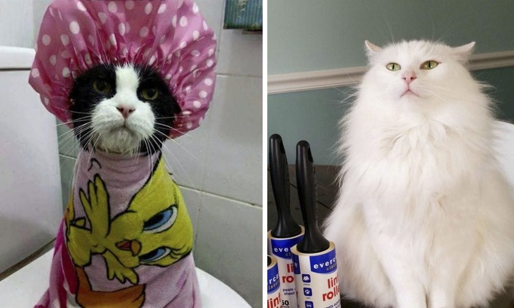20 situaciones a las que deben enfrentarse las personas que tienen gatos
