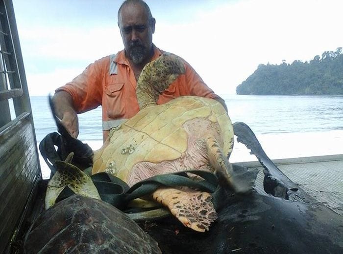 rescate tortugas destacada1